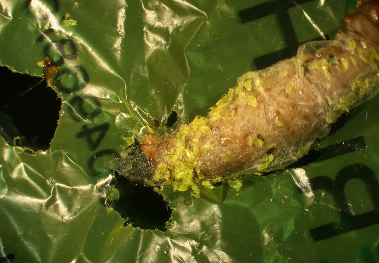 哥本哈根大学发明可100％生物降解的“大麦塑料” 有望用于汽车内饰